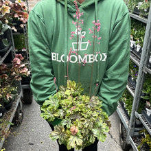 Load image into Gallery viewer, Tiarella 'Running Tapestry'