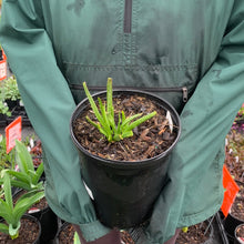 Load image into Gallery viewer, Allium 'Windy City'