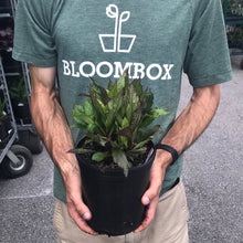 Load image into Gallery viewer, Lobelia 'Starship Deep Rose'