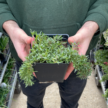 Load image into Gallery viewer, Phlox subulata 'Drummond's Pink'