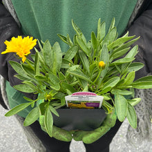 Load image into Gallery viewer, Coreopsis 'Solanna™ Golden Sphere'