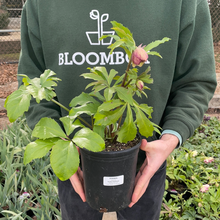 Load image into Gallery viewer, Helleborus 'First Dance'