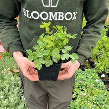 Load image into Gallery viewer, Aquilegia 'KIRIGAMI™ Mix'