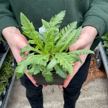 Load image into Gallery viewer, Poppy (Papaver) 'Beauty of Livermore'
