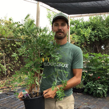 Load image into Gallery viewer, Wisteria 'Amethyst Falls'