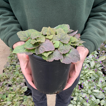 Load image into Gallery viewer, Tiarella 'Brandywine'