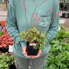 Load image into Gallery viewer, Heucherella 'Tapestry'