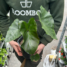 Load image into Gallery viewer, Colocasia fontanesii (Elephant Ears)