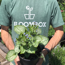 Load image into Gallery viewer, Brunnera 'Jack Frost'