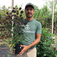 Load image into Gallery viewer, Cotinus 'Dusky Maiden' (Smoke Bush)