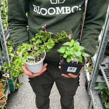Load image into Gallery viewer, Torenia