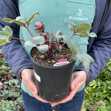 Load image into Gallery viewer, Helleborus Gold Collection® 'Pink Frost'