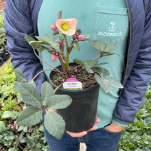 Load image into Gallery viewer, Helleborus Gold Collection® 'Merlin'