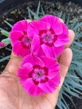 Load image into Gallery viewer, Dianthus American Pie® ‘Bumbleberry Pie’