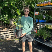 Load image into Gallery viewer, Black Chokeberry