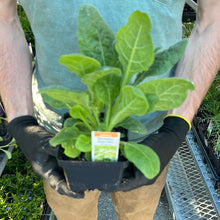 Load image into Gallery viewer, Nicotania