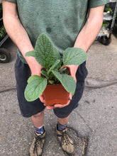 Load image into Gallery viewer, Borage