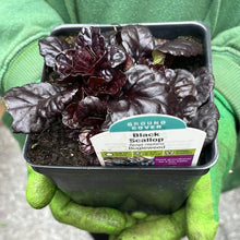 Load image into Gallery viewer, Ajuga 'Black Scallop'