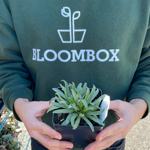 Load image into Gallery viewer, Lewisia 'Little Plum'