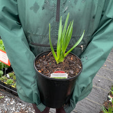 Load image into Gallery viewer, Camassia leichtlinii