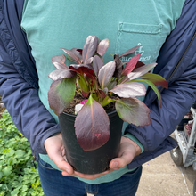 Load image into Gallery viewer, Bergenia DRAGONFLY™ 'Angel Kiss'