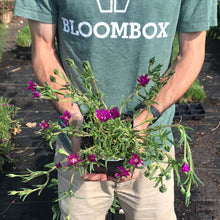Load image into Gallery viewer, Delosperma cooperi