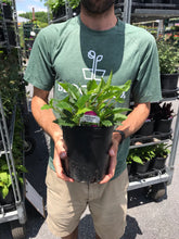 Load image into Gallery viewer, Campanula 'Pink Octopus'