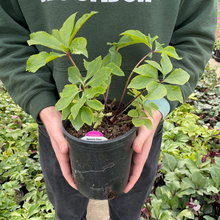 Load image into Gallery viewer, Helleborus Honeymoon® 'Spanish Flare'