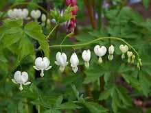 Load image into Gallery viewer, Dicentra 'Alba'