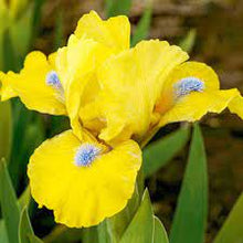 Load image into Gallery viewer, German Iris 'Prank'