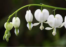 Load image into Gallery viewer, Dicentra 'Alba'