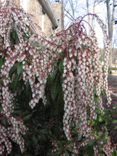 Load image into Gallery viewer, Pieris 'Dorothy Wyckoff'