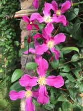 Load image into Gallery viewer, Clematis 'Inspiration'