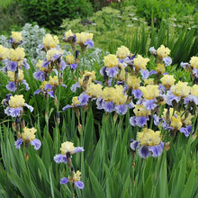Load image into Gallery viewer, German Iris 'Edith Wolford'