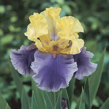 Load image into Gallery viewer, German Iris 'Edith Wolford'