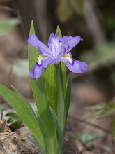Load image into Gallery viewer, Iris cristata