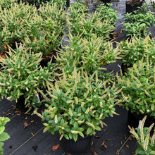 Load image into Gallery viewer, Sweetspire 'Fizzy Mizzy'