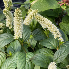 Load image into Gallery viewer, Sweetspire 'Fizzy Mizzy'