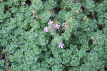 Load image into Gallery viewer, Thyme 'Wooly Mother'