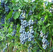 Load image into Gallery viewer, Highbush Blueberry 'Jersey'