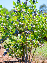 Load image into Gallery viewer, Highbush Blueberry 'Jersey'