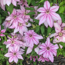 Load image into Gallery viewer, Clematis 'John Warren'