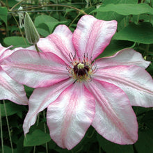 Load image into Gallery viewer, Clematis 'John Warren'