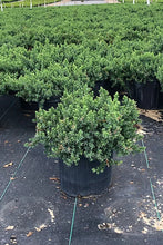 Load image into Gallery viewer, Juniper 'Blue Pacific'