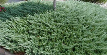 Load image into Gallery viewer, Juniper 'Blue Pacific'