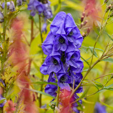 Load image into Gallery viewer, Aconitum arendsii
