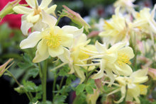 Load image into Gallery viewer, Aquilegia KIRIGAMI™ Yellow