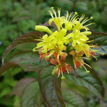 Load image into Gallery viewer, Diervilla 'Kodiak® Black'