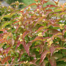 Load image into Gallery viewer, Diervilla 'Kodiak® Orange'