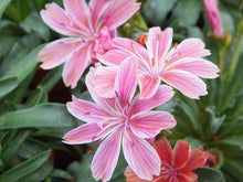 Load image into Gallery viewer, Lewisia 'Little Plum'